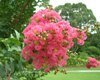 Crapemyrtle